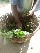 A local woman prepares leaves for stew