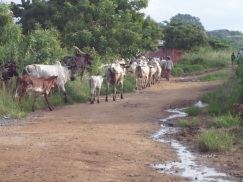 A herd of cattle is tended by traditional bushman as it passes on the roadside