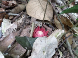 A flower emerges among forest leaf litter, which is not litter, but a carbon sink worthy of protecting.